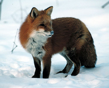 Red Fox