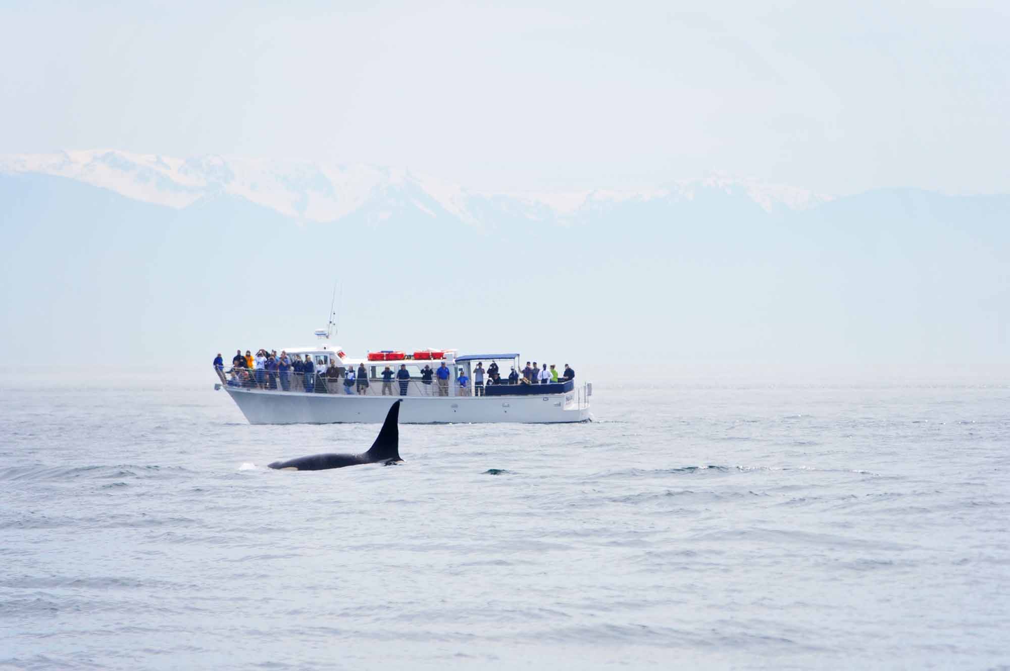 British Columbia Whale Watching