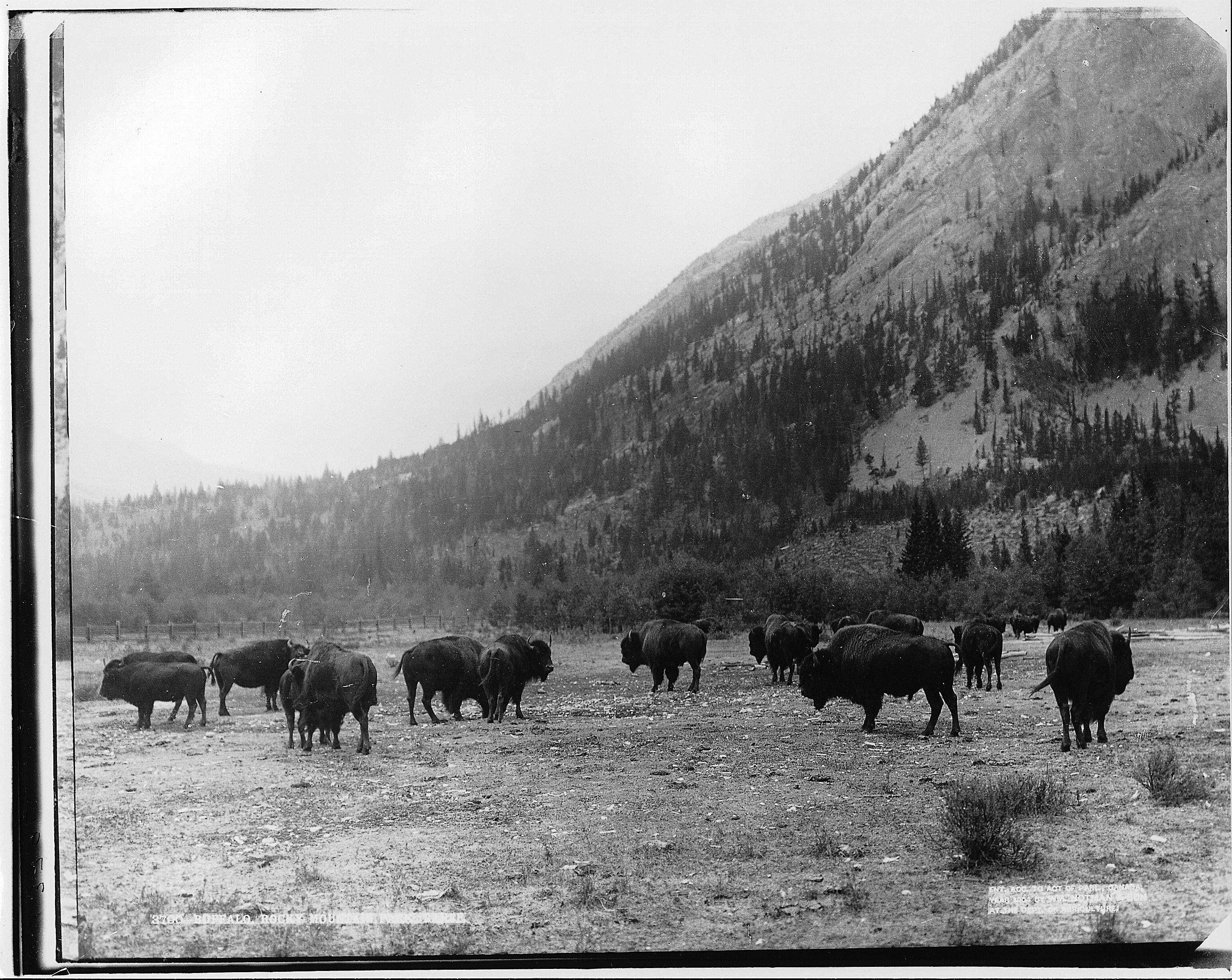 Buffalo at Rocky Mountain Park