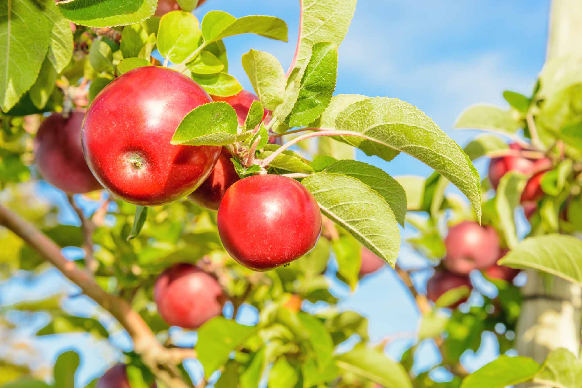 Red apples