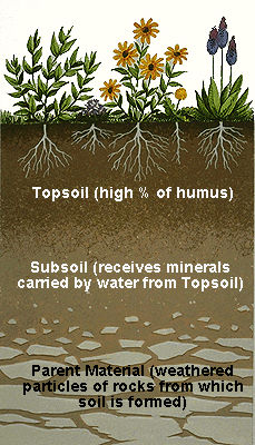 Soil Profile