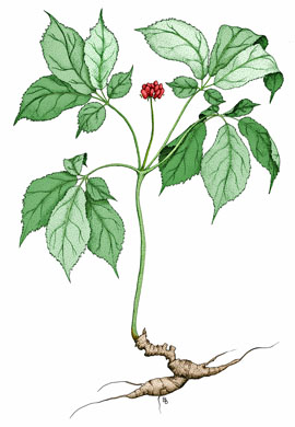 Ginseng canadien (Panax quinquefolius)