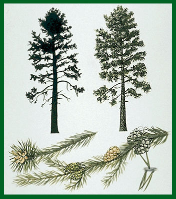 Jack Pine