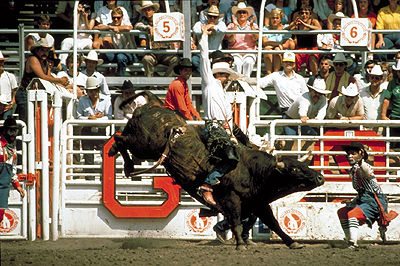 Bull Riding