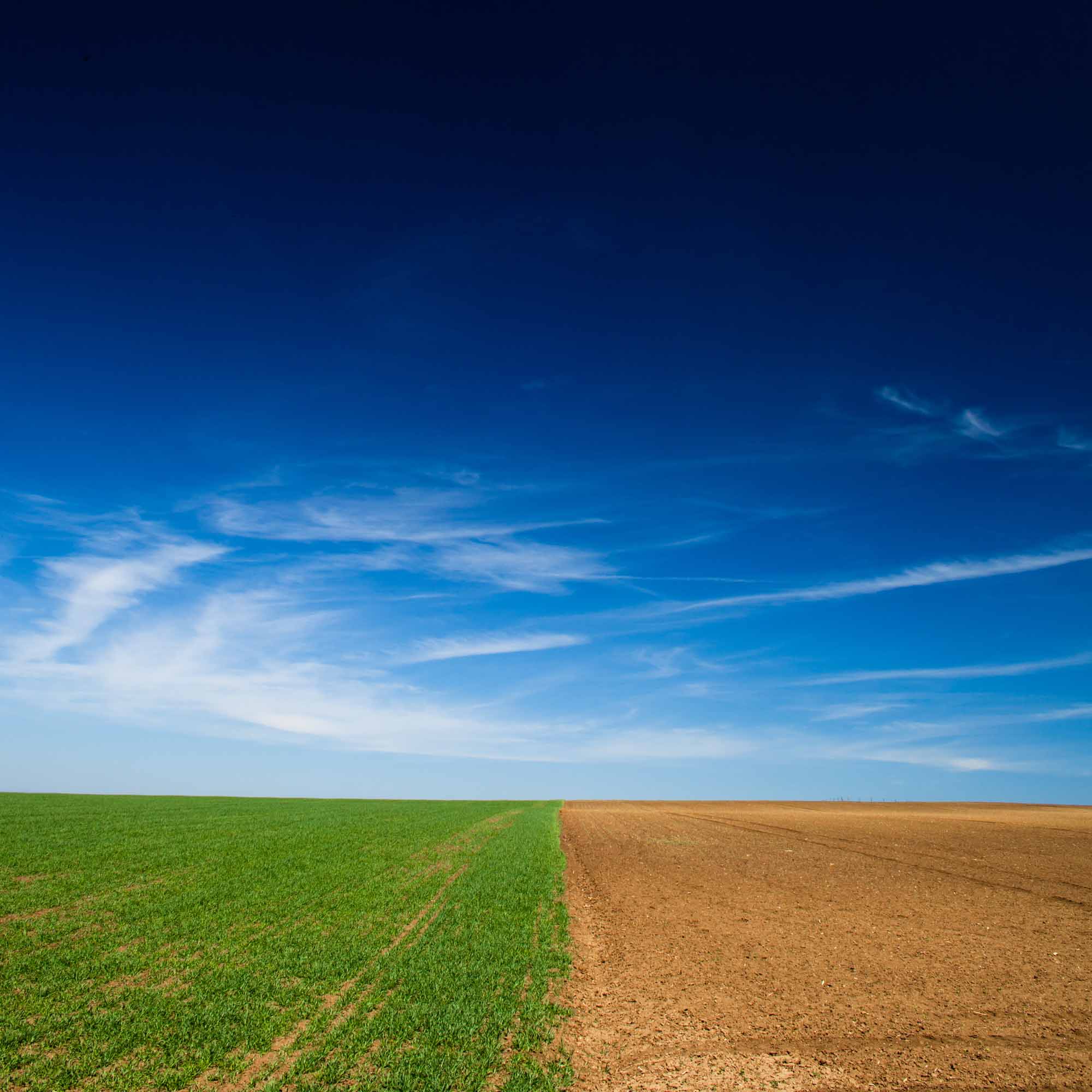 Seeded field and a field lying fallow