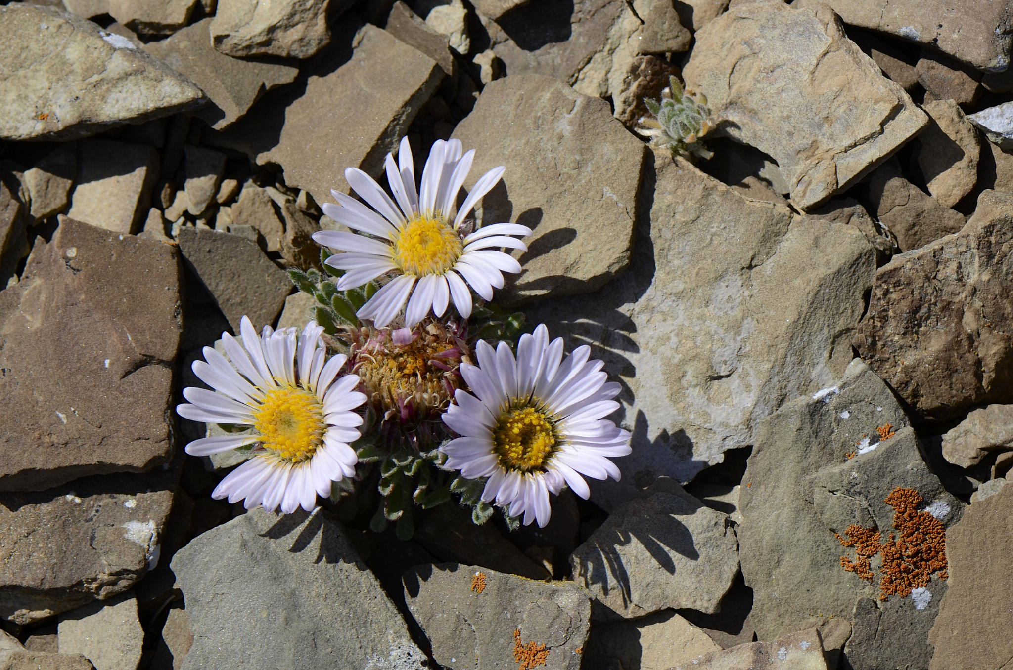 Townsendia Daisy