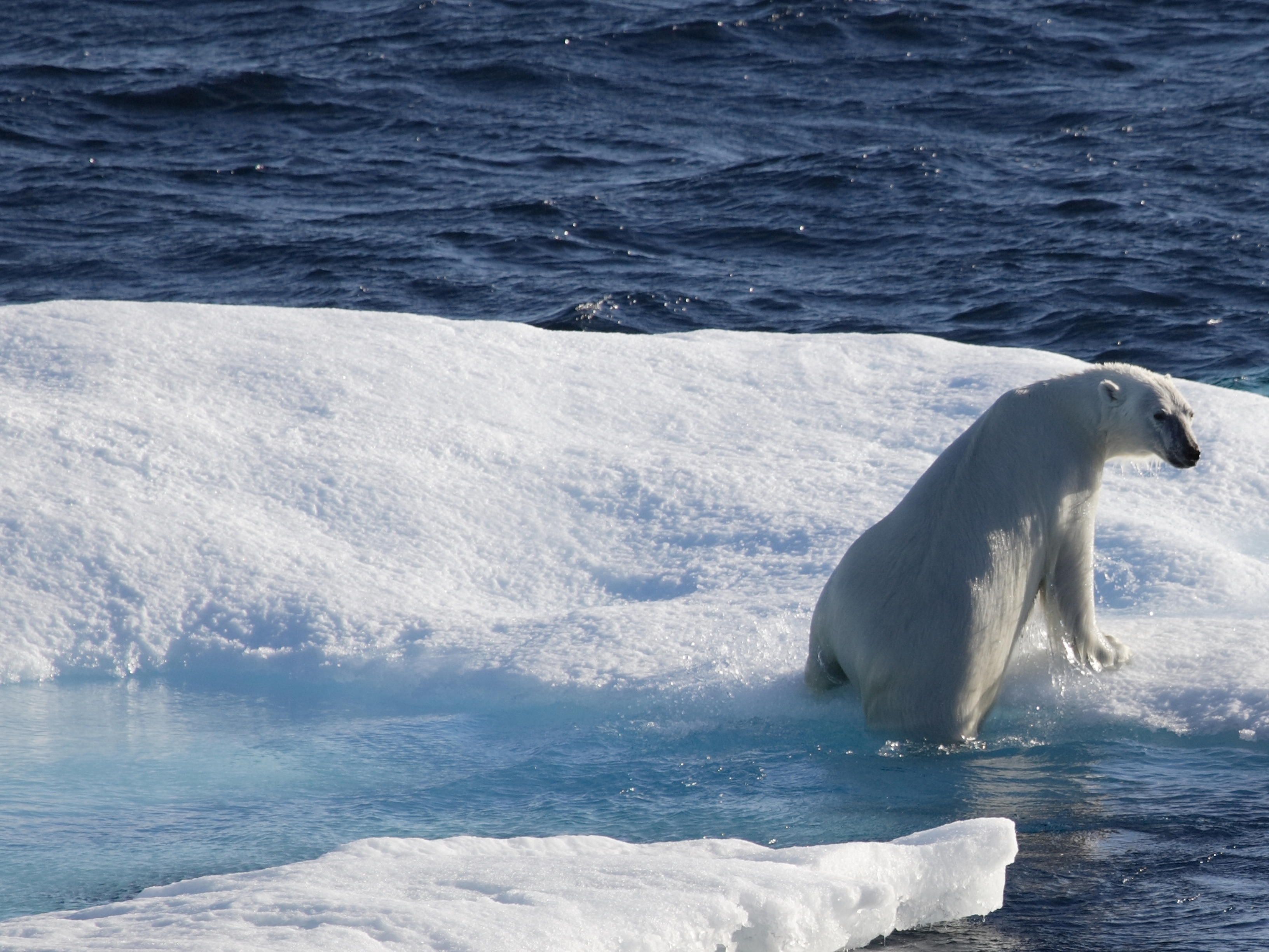 Polar bear