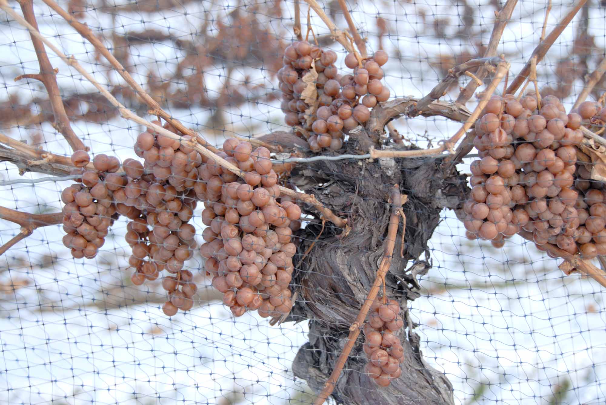 Icewine Vineyard