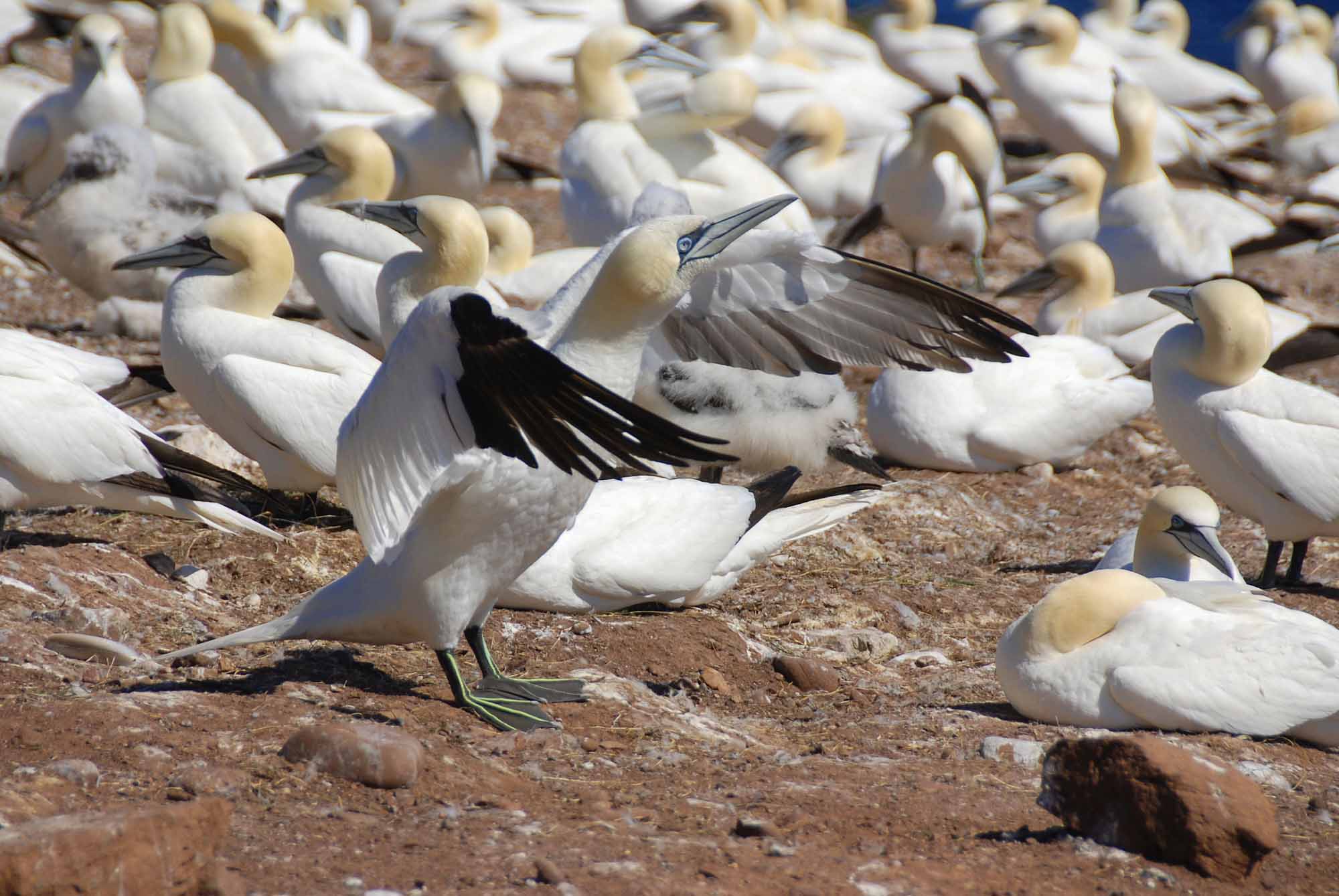 Northern Gannets