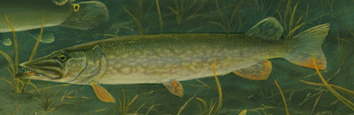 Pike