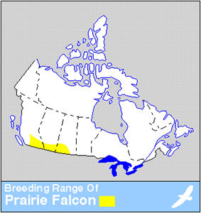 Prairie Falcon Distribution