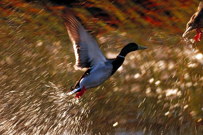 Mallard