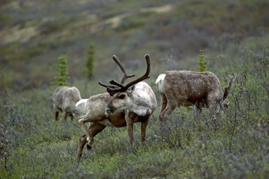 Caribou