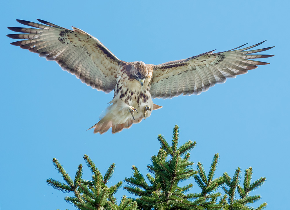 Bird Flight