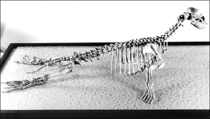 Seal Skeleton Seal Skeleton