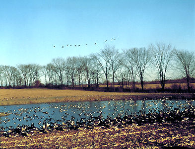 Refuge d'Oiseaux migrateurs