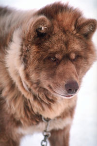 Canadian Inuit dog