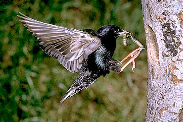 Starling, European