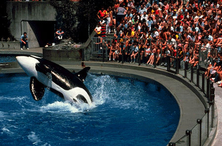 Épaulard à l'aquarium