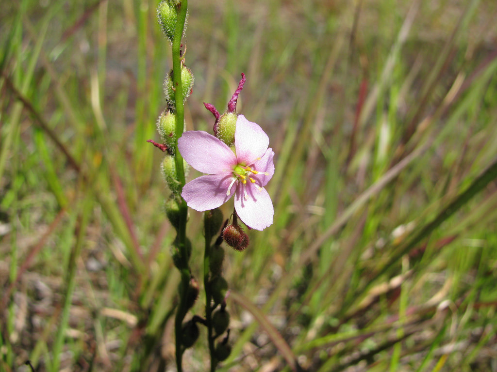 Thread-Laved Sundew