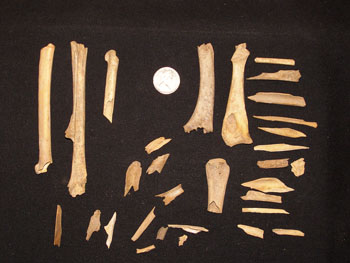 Zooarchéologie
