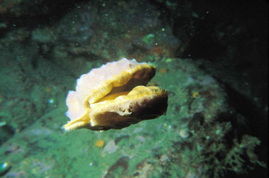 Scallop