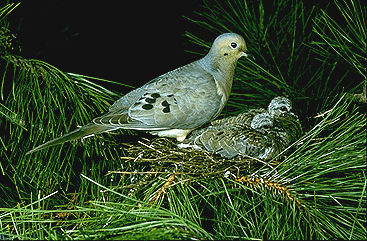 Mourning Dove