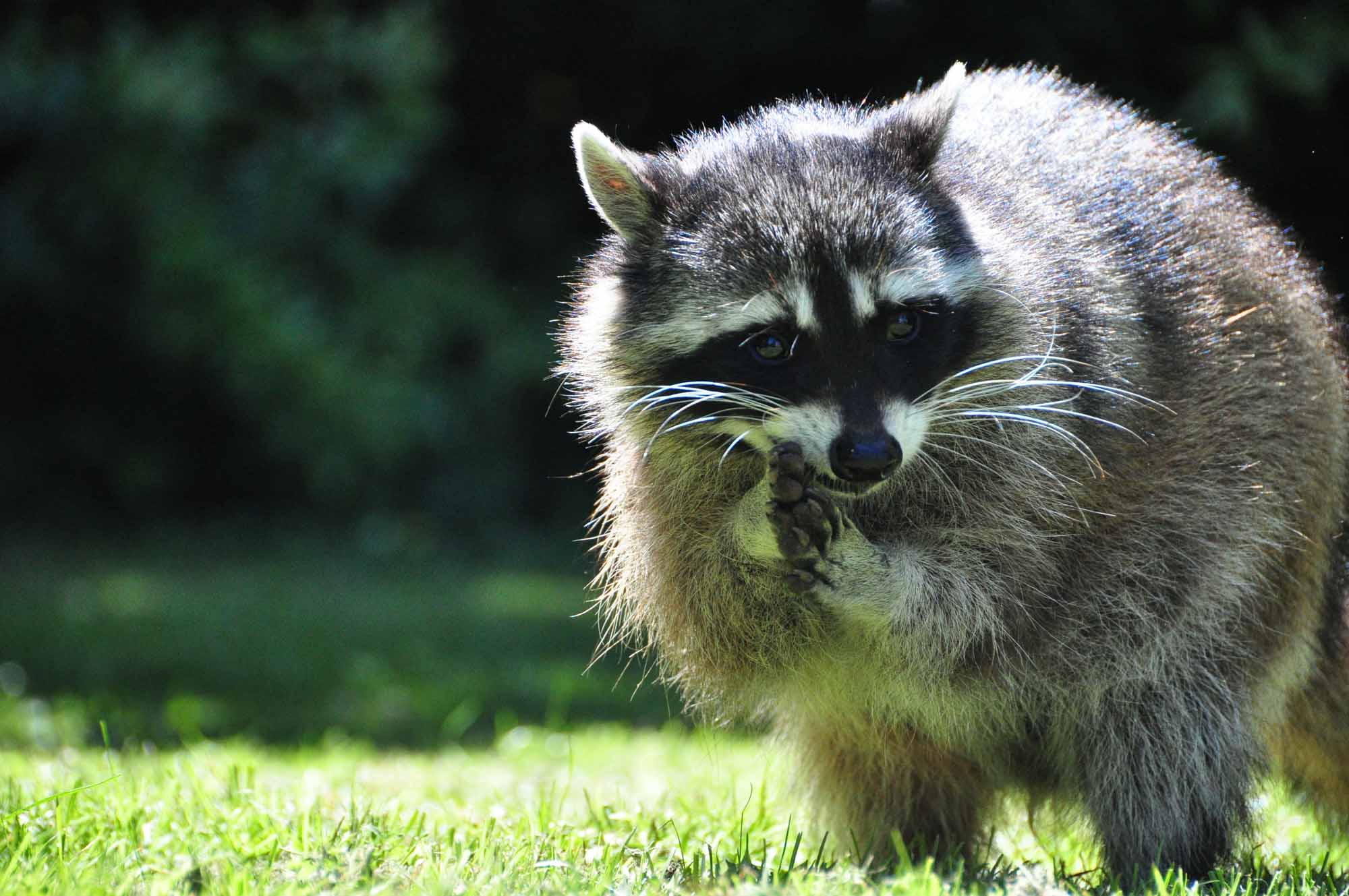 how do raccoons survive winter