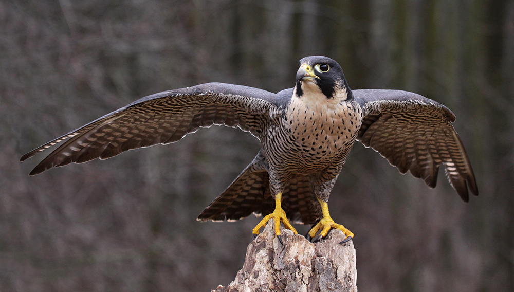 Peregrine falcon.