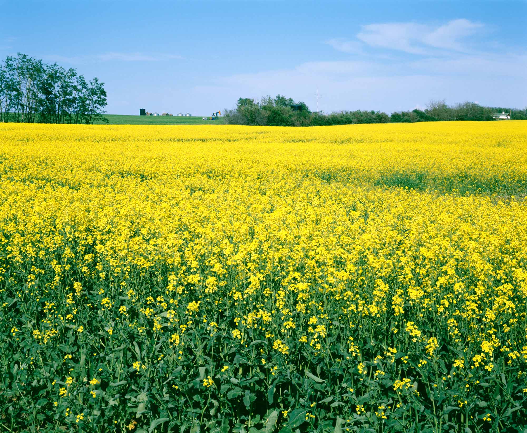 Oilseed Crops