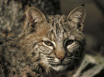 Bobcat, Close-up