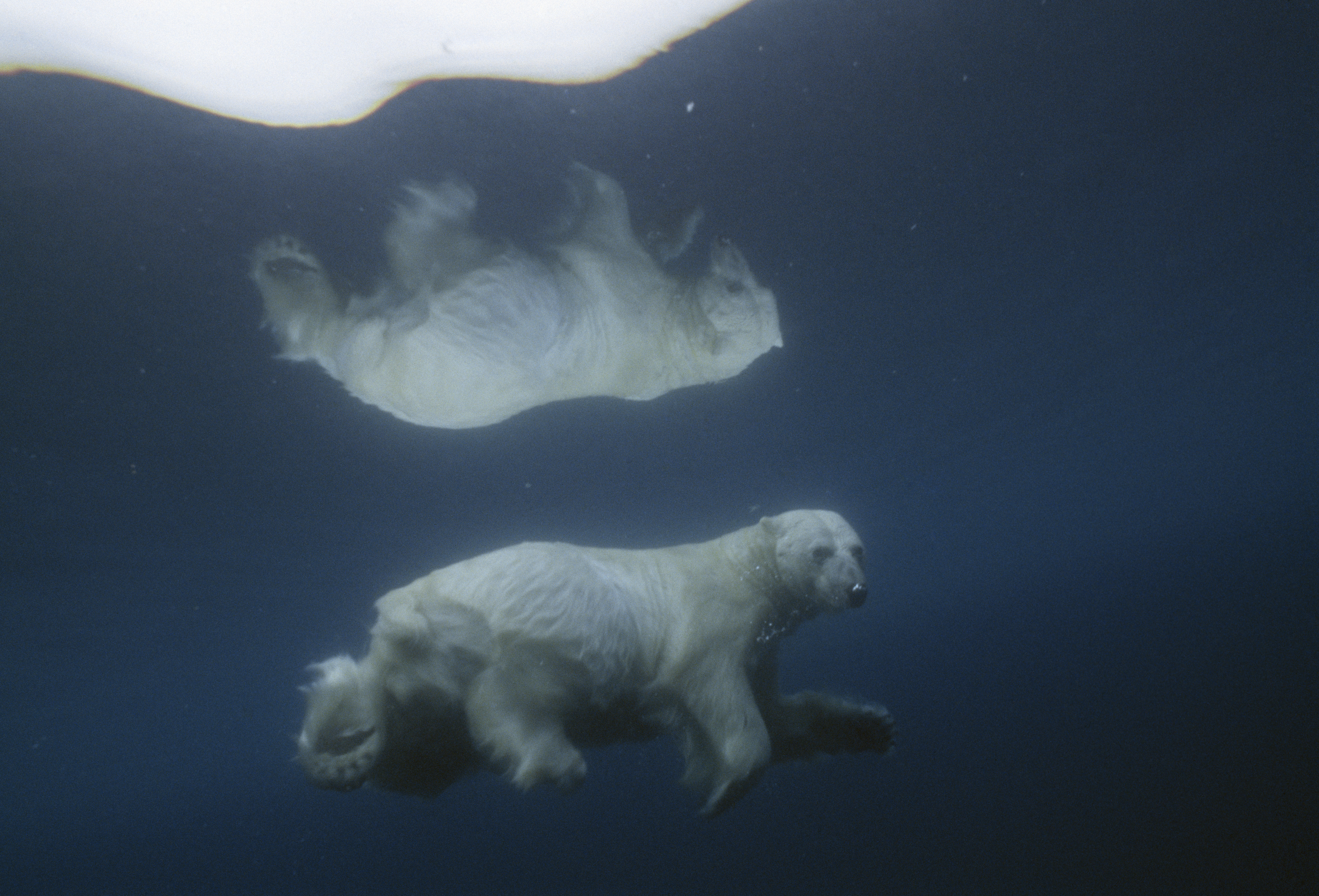 A polar bear swimming beneath an ice floe in Lancaster Sound, Nunavut.