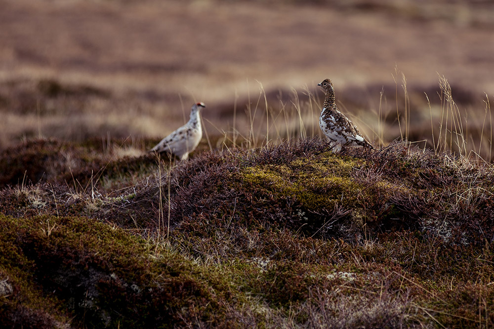 rock ptarmigan