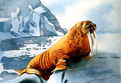Atlantic Walrus
