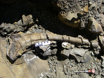 Hadrosaur Rib Hadrosaur Rib