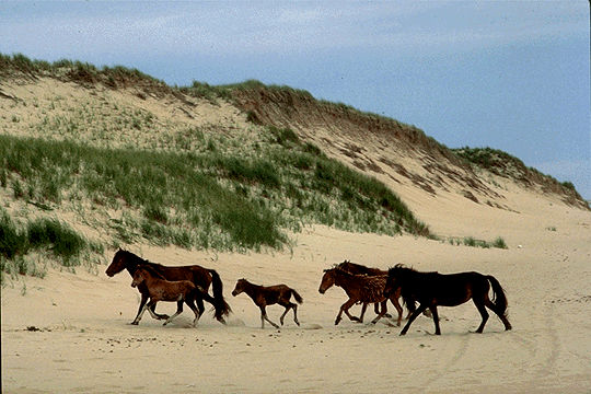 Île de Sable, chevaux de l'