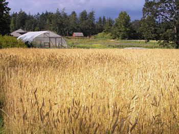 Red Fife Wheat