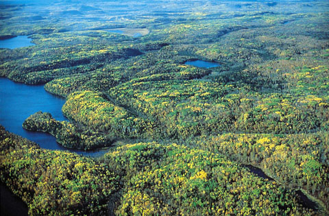 La forêt boréale