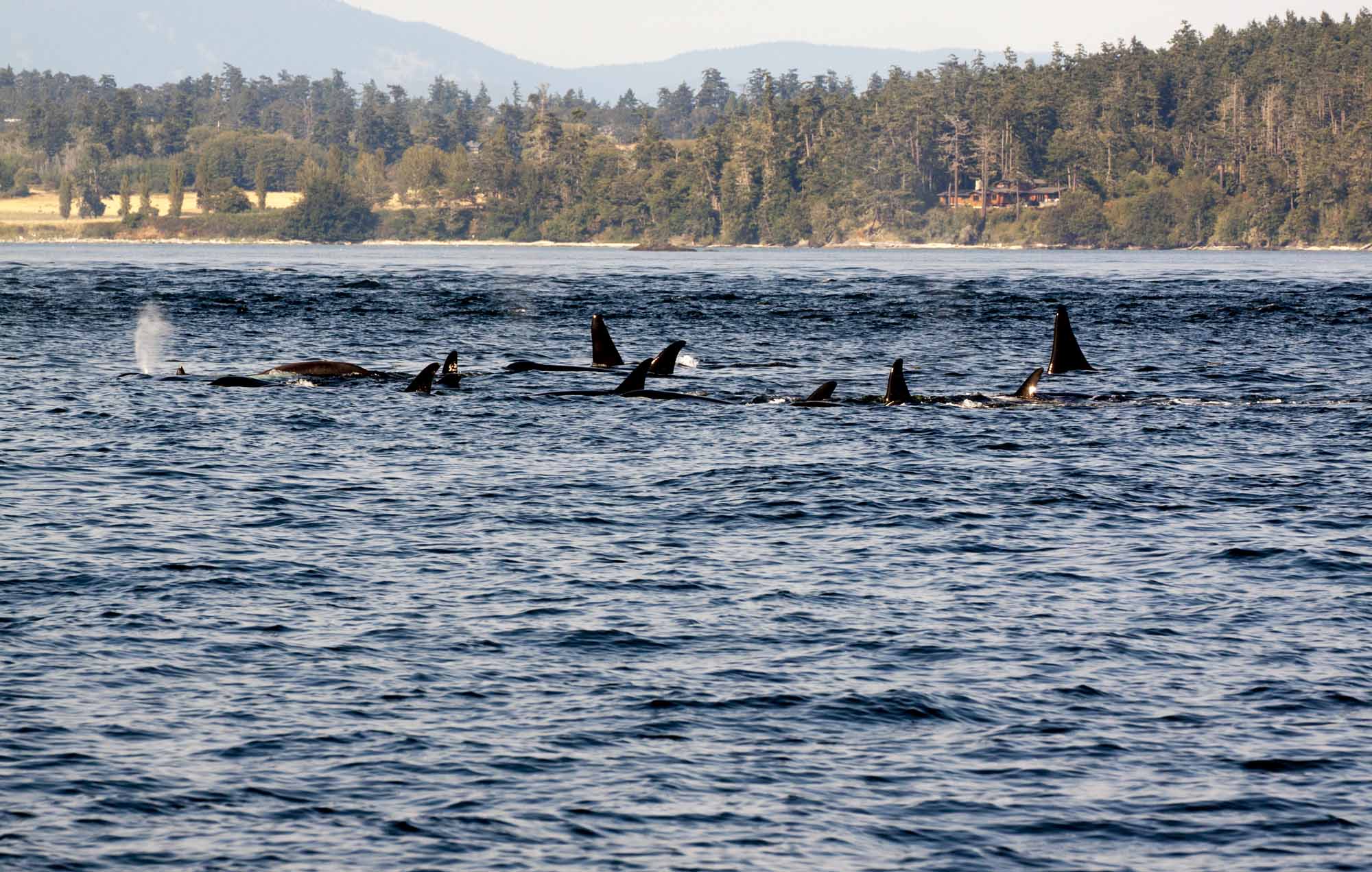 Orca Whales