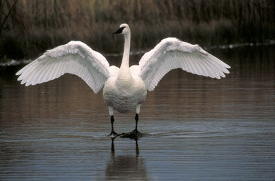 Cygne trompette