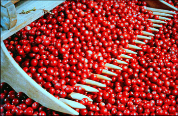 Cranberries