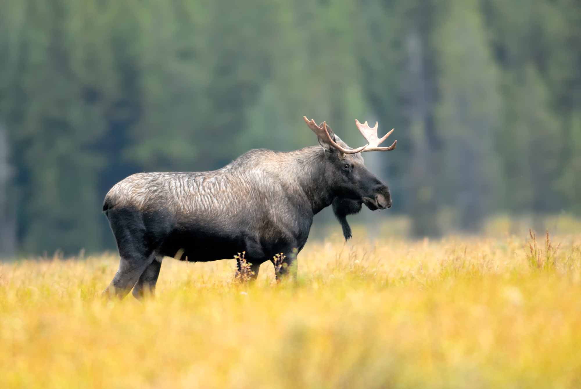 Moose The Canadian Encyclopedia