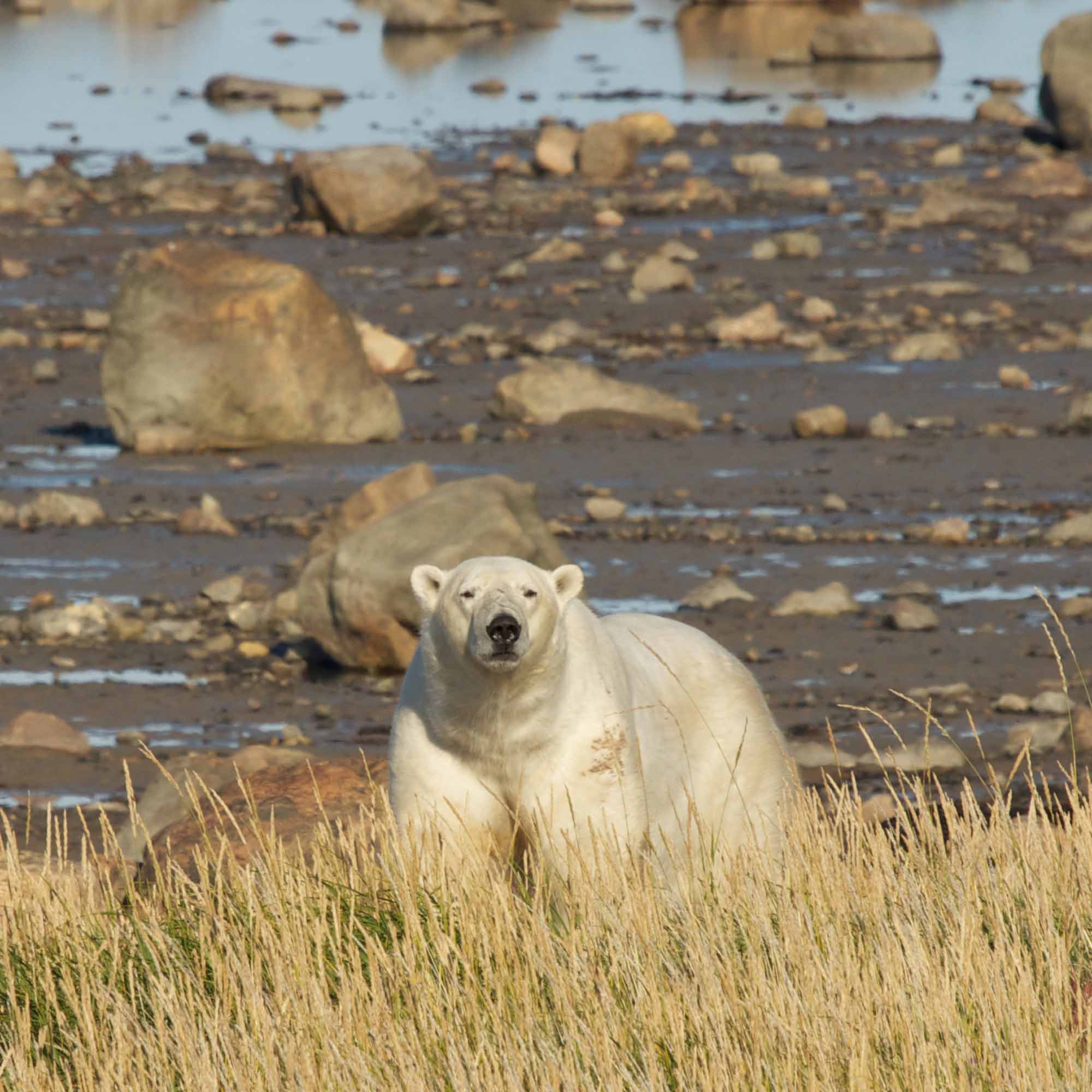 Polar Bear looking up from shore