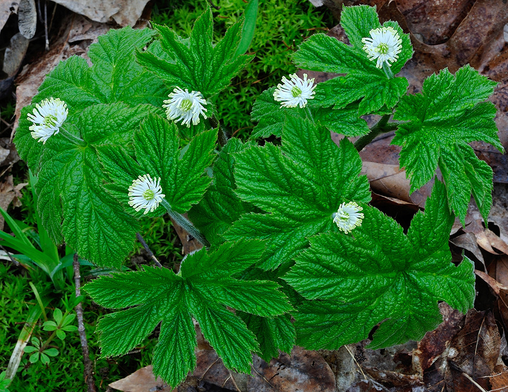 Goldenseal