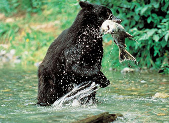 Black Bear