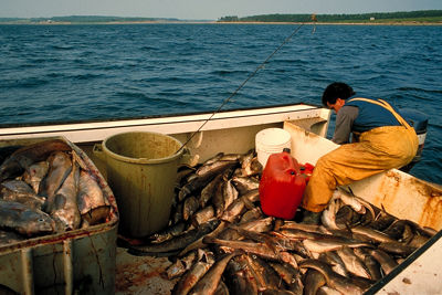 Pêche à la morue