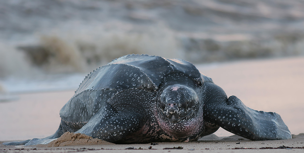 Leatherback sea turtle.