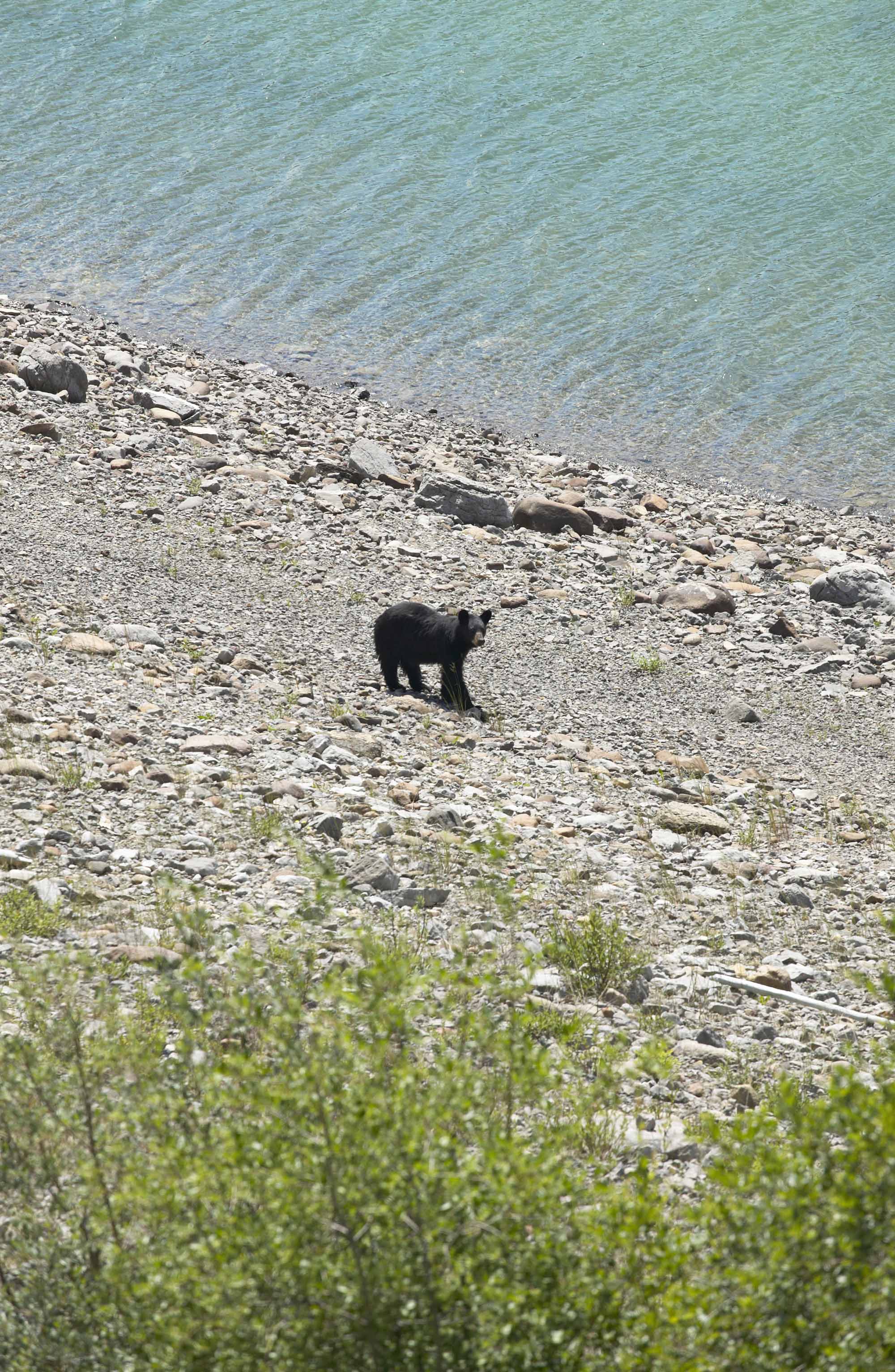 Bear (Animal)  The Canadian Encyclopedia