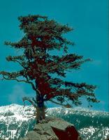 Coniferous Tree