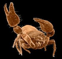 Pseudoscorpion